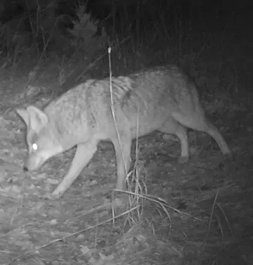 Wildlife trail-camera photograph 30 from Predator Awareness