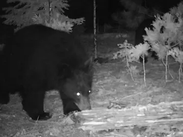 Wildlife trail-camera photograph 33 from Predator Awareness