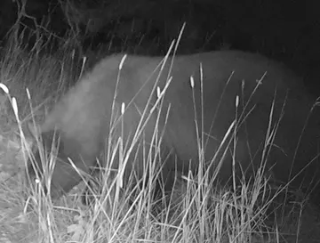 Wildlife trail-camera photograph 34 from Predator Awareness