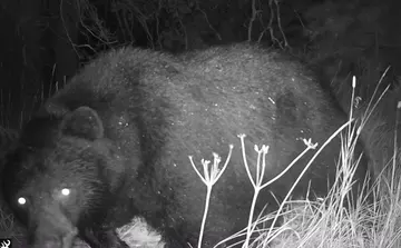 Wildlife trail-camera photograph 37 from Predator Awareness
