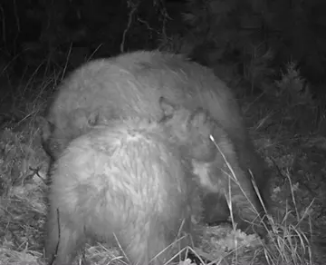 Wildlife trail-camera photograph 38 from Predator Awareness