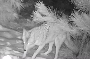 Wildlife trail-camera photograph 42 from Predator Awareness