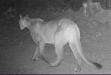 Wildlife trail-camera photograph 43 from Predator Awareness