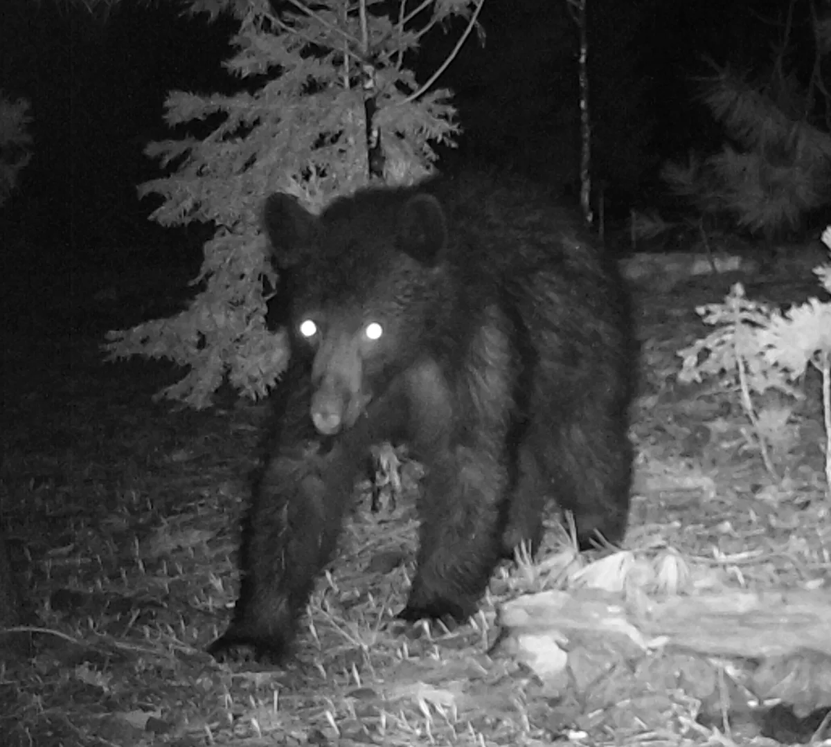 A bear photographed at night in Mark’s wildlife-camera collection