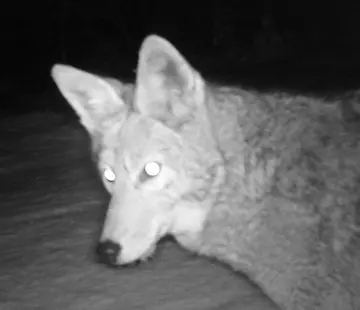 Wildlife trail-camera photograph 45 from Predator Awareness
