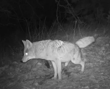 Wildlife trail-camera photograph 46 from Predator Awareness