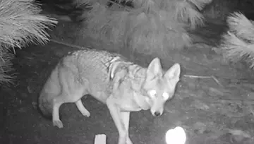 Wildlife trail-camera photograph 47 from Predator Awareness