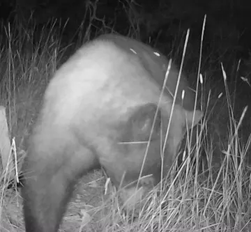 Wildlife trail-camera photograph 48 from Predator Awareness