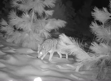 Wildlife trail-camera photograph 50 from Predator Awareness