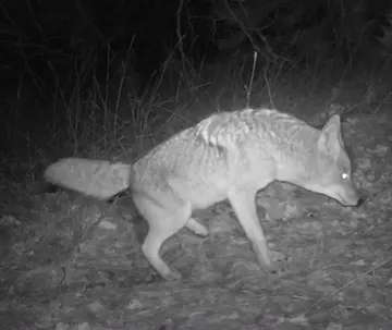 Wildlife trail-camera photograph 51 from Predator Awareness