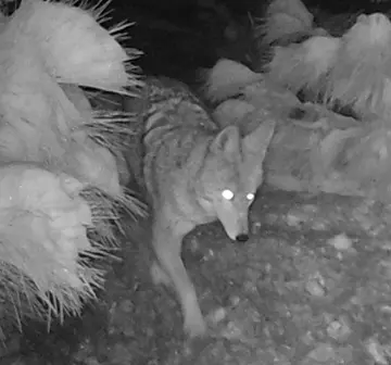 Wildlife trail-camera photograph 53 from Predator Awareness