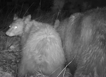 Wildlife trail-camera photograph 54 from Predator Awareness