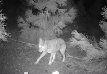 Wildlife trail-camera photograph 55 from Predator Awareness