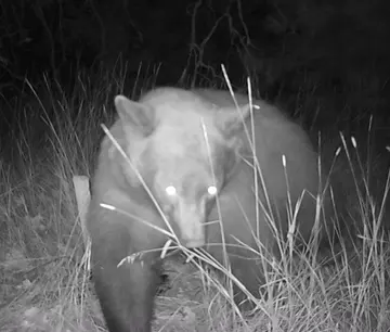 Wildlife trail-camera photograph 58 from Predator Awareness