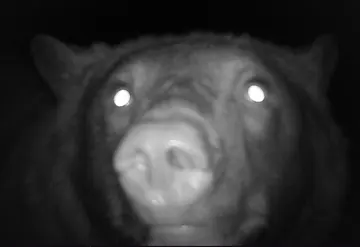 Wildlife trail-camera photograph 61 from Predator Awareness