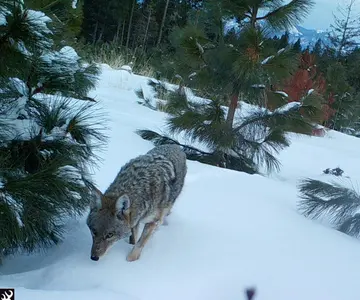 Wildlife trail-camera photograph 63 from Predator Awareness