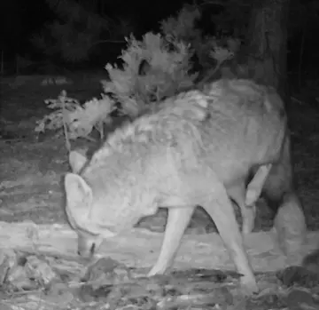 Wildlife trail-camera photograph 66 from Predator Awareness