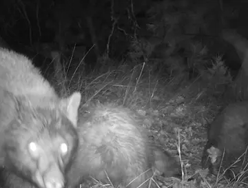 Wildlife trail-camera photograph 72 from Predator Awareness