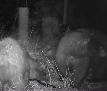 Wildlife trail-camera photograph 76 from Predator Awareness