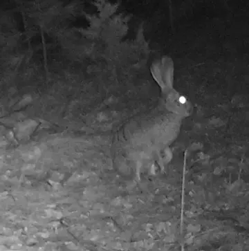 Wildlife trail-camera photograph 77 from Predator Awareness