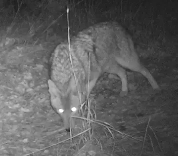 Wildlife trail-camera photograph 78 from Predator Awareness