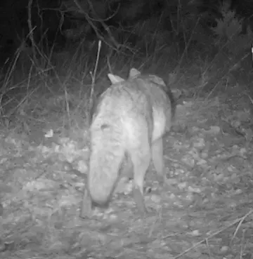 Wildlife trail-camera photograph 79 from Predator Awareness