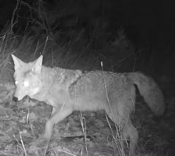 Wildlife trail-camera photograph 81 from Predator Awareness