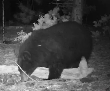 Wildlife trail-camera photograph 82 from Predator Awareness