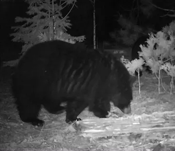 Wildlife trail-camera photograph 83 from Predator Awareness