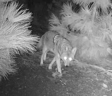 Wildlife trail-camera photograph 84 from Predator Awareness