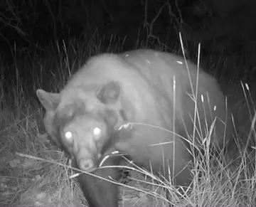 Wildlife trail-camera photograph 86 from Predator Awareness