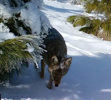 Wildlife trail-camera photograph 87 from Predator Awareness