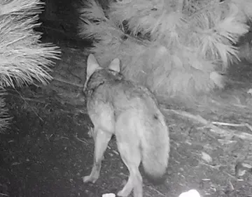Wildlife trail-camera photograph 89 from Predator Awareness