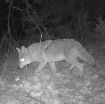 Wildlife trail-camera photograph 91 from Predator Awareness