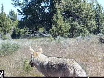 Wildlife trail-camera photograph 92 from Predator Awareness