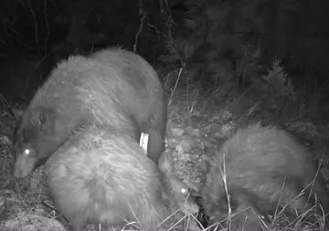 Wildlife trail-camera photograph 93 from Predator Awareness