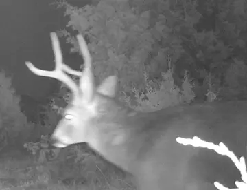 Wildlife trail-camera photograph 94 from Predator Awareness