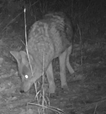 Wildlife trail-camera photograph 96 from Predator Awareness