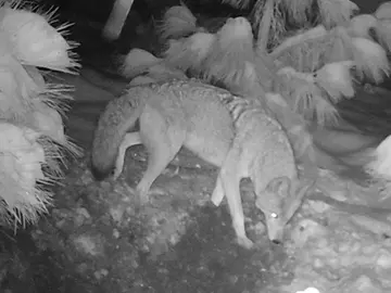 Wildlife trail-camera photograph 97 from Predator Awareness