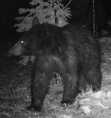 Wildlife trail-camera photograph 98 from Predator Awareness