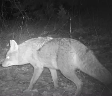 Wildlife trail-camera photograph 100 from Predator Awareness