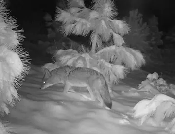 Wildlife trail-camera photograph 101 from Predator Awareness