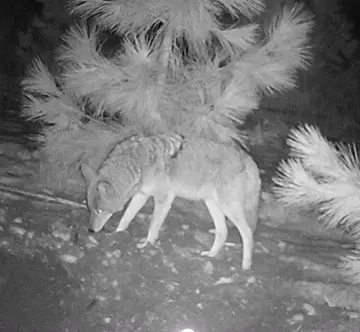 Wildlife trail-camera photograph 102 from Predator Awareness