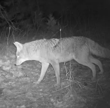 Wildlife trail-camera photograph 105 from Predator Awareness