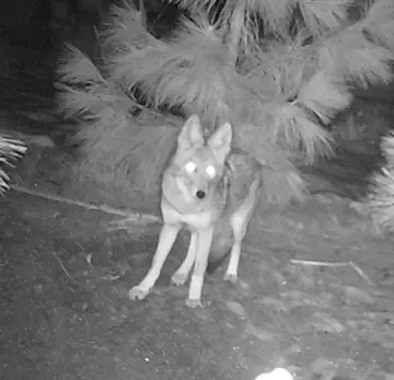 Wildlife trail-camera photograph 107 from Predator Awareness