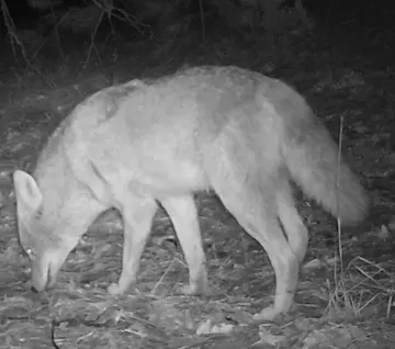 Wildlife trail-camera photograph 115 from Predator Awareness