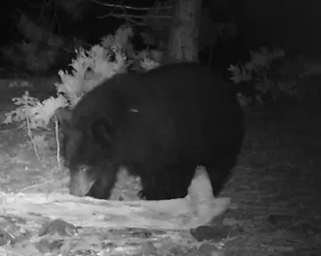 Wildlife trail-camera photograph 116 from Predator Awareness