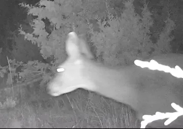 Wildlife trail-camera photograph 118 from Predator Awareness