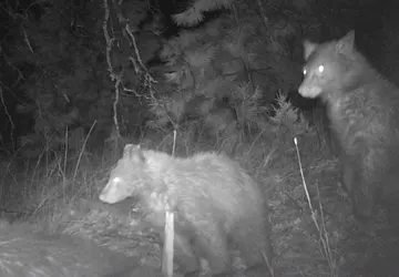 Wildlife trail-camera photograph 119 from Predator Awareness