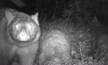 Wildlife trail-camera photograph 122 from Predator Awareness